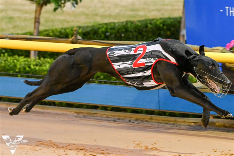 Raiders Guide - Tassie raider certainly can win the 715 riches at The Gardens.