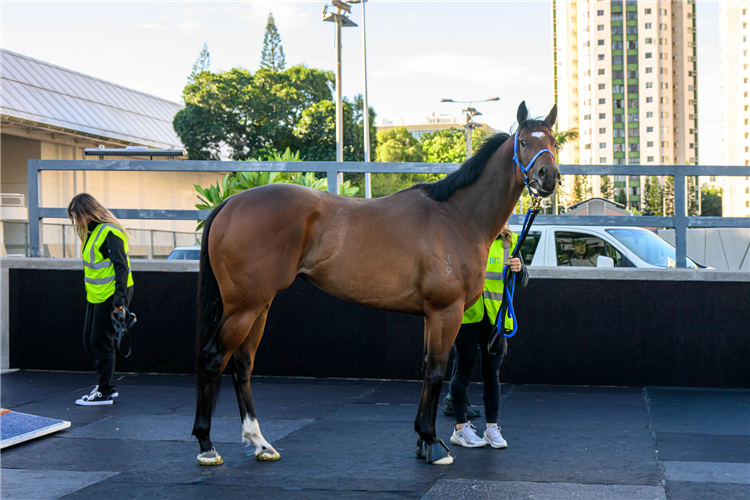 Recommendation arrives at Sha Tin on Tuesday (26 November).