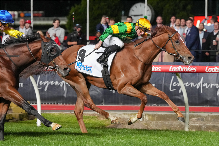 REGAL ZEUS winning the Western General Bodyworks VOBIS Gold Star at Moonee Valley in Moonee Ponds, Australia.