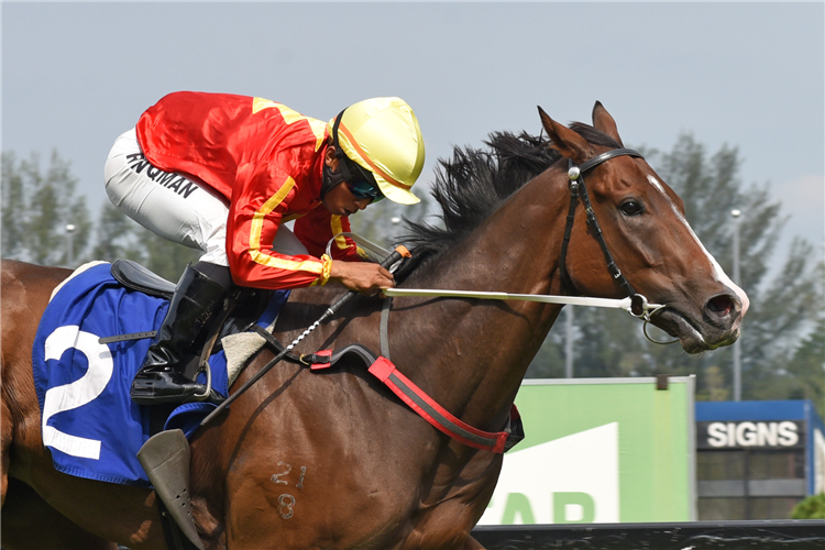 REVUE winning the Dec 15 2024 Selangor Meeting Race 5 (1121)