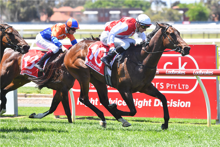 ROMANI ITE DOMUM winning the Brandt Colac BM64 Handicap at Geelong in Australia.