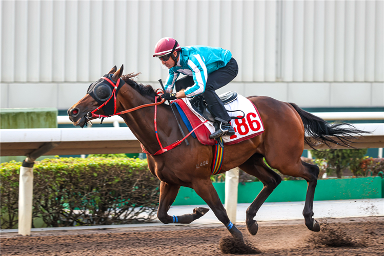 Romantic Warrior stretches out with Hugh Bowman.