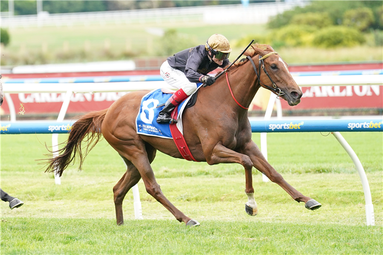 RUMBLED AGAIN winning the Tile Importer Summoned Stakes at Caulfield in Australia.