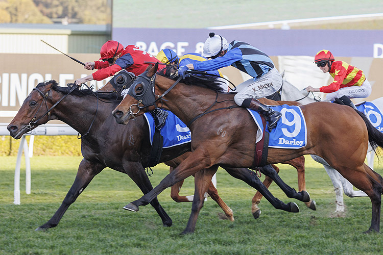 SCHWARZ winning the DARLEY MISSILE STAKES