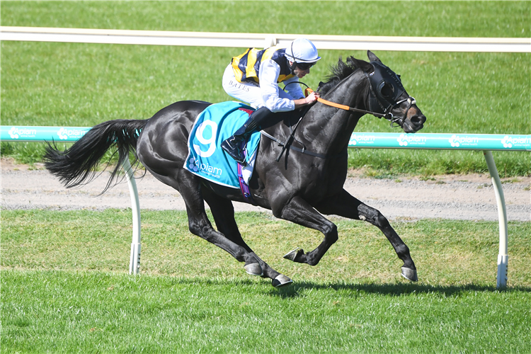 SEA KING winning the Apiam Bendigo Cup in Bendigo, Australia.