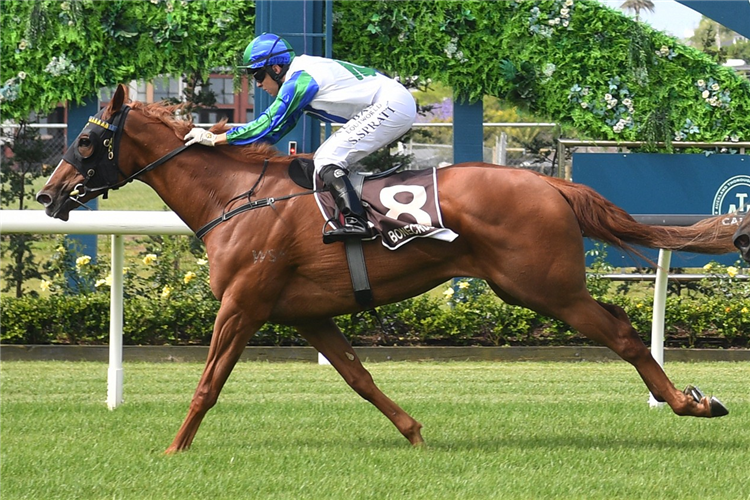 SETHITO winning the BONECRUSHER STAKES