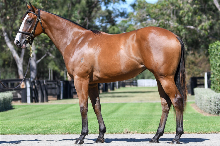 Shinjina as a yearling.