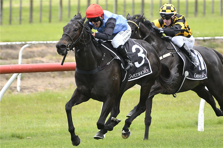 SHOES winning the TAURANGA CROSSING