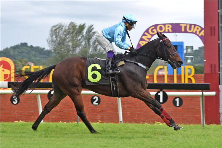 SINCERELY winning the Oct 26 2024 Selangor Meeting Race 6 (1007)