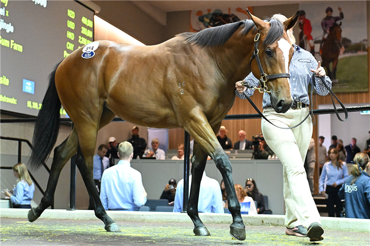 The sale-topper from last year’s Premier Sale, a $925,000 Snitzel filly.