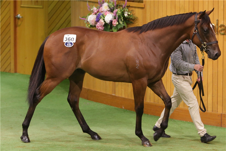 The $825,000 Snitzel colt who topped Day 2.