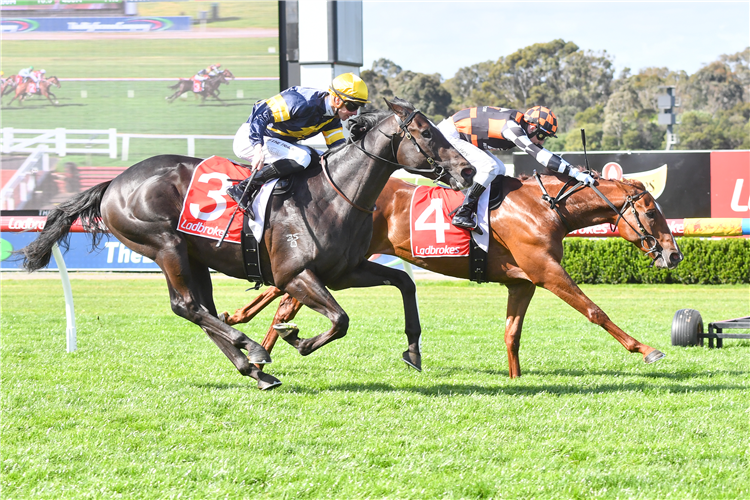 Akicita (left) was narrowly defeated by Southport Tycoon at his most recent start.