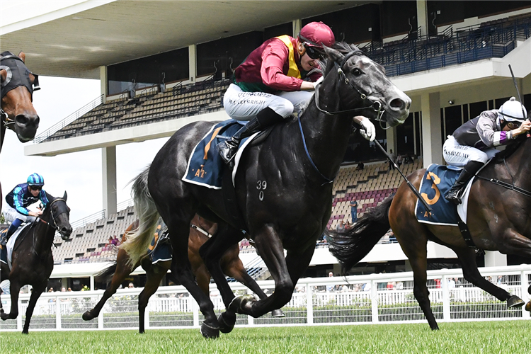 STEELY MAN winning the TRELAWNEY STUD