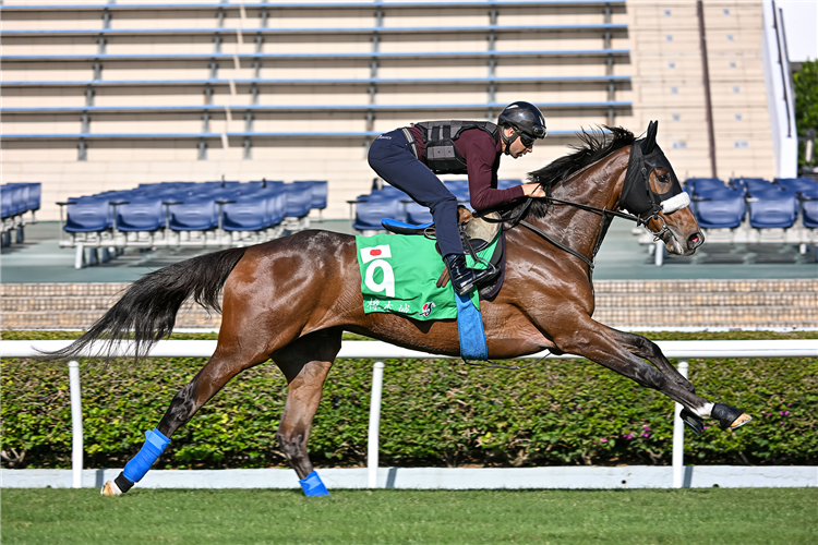 Stellenbosch cruises at Sha Tin.