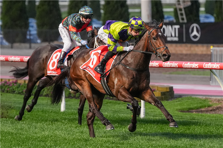 STOLI BOLLI winning the MSC Signs VOBIS Silver Handicap at Moonee Valley in Moonee Ponds, Australia.