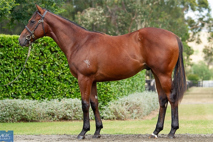 Storm Boy as a yearling.