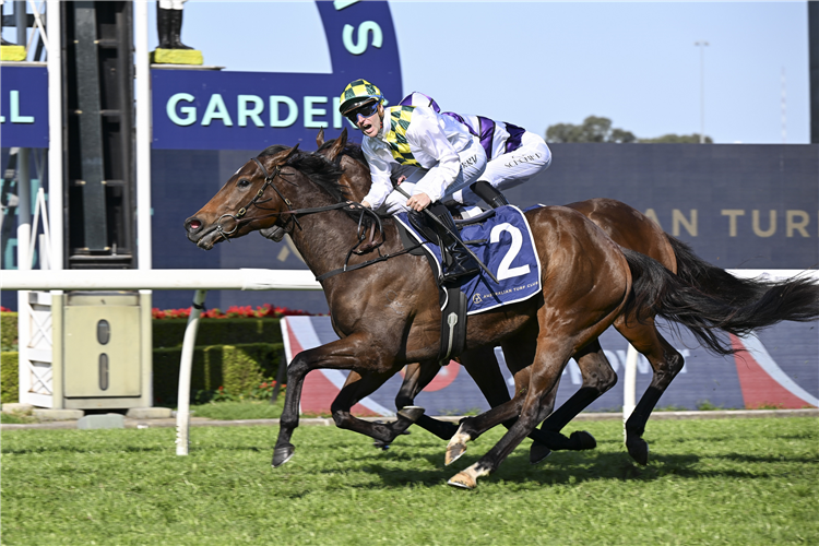 SUNSHINE IN PARIS winning the Sheraco Stakes at Rosehill in Australia.