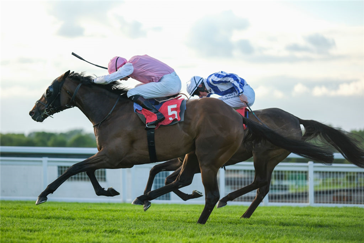 SWEET WILLIAM winning the Henry II Stakes at Sandown in Esher, England.
