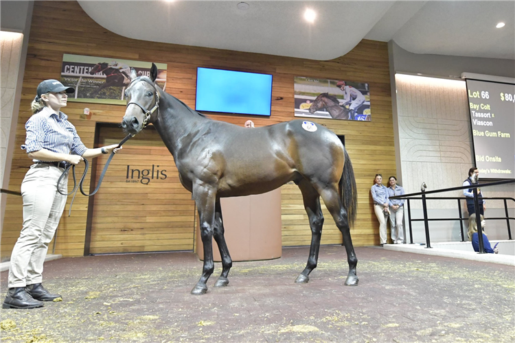 The sales-topping Tassort colt.