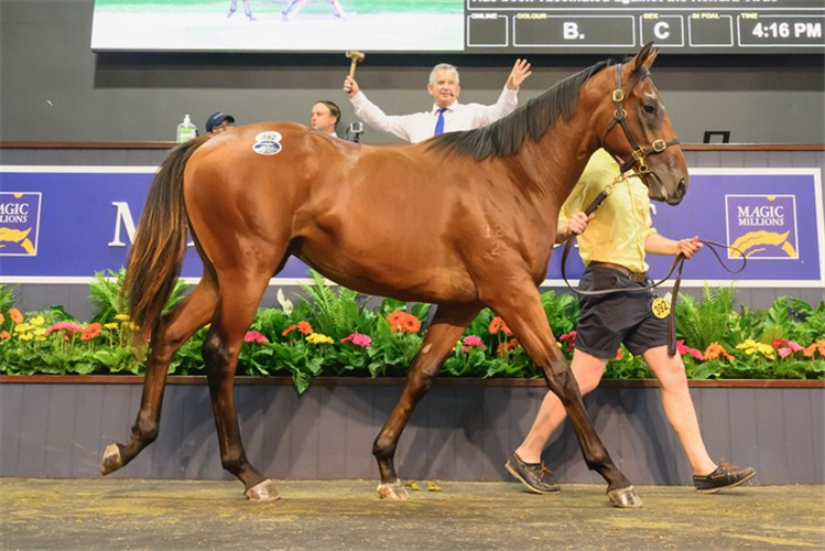 The $1.9m Too Darn Hot colt.