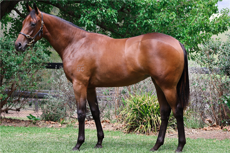 The $600,000 Too Darn Hot – Hell It’s Hot filly from Inglis Classic.