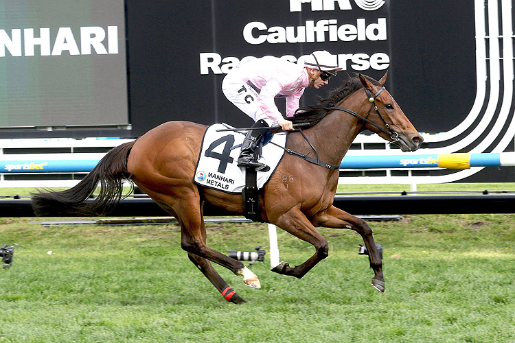 TOO DARN LIZZIE winning the Manhari Thousand Guineas Prelude