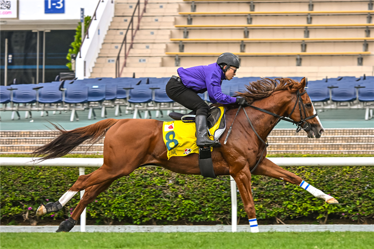 Toshin Macau exercises at Sha Tin