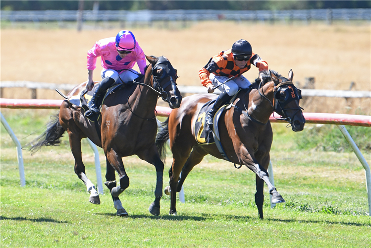 TOWN CRYER winning the CLUBS NZ @ THE RACES WAIRARAPA THOROUGHBRED BREEDERS STAKES