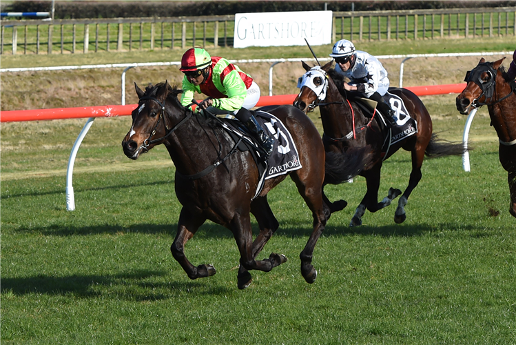 TWAIN winning the SADDLERY WAREHOUSE CAMBRIDGE & TAURANGA