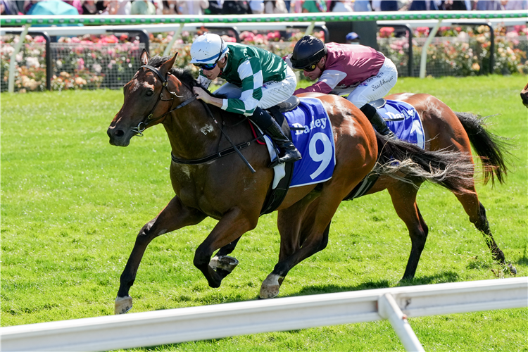 TYCOON STAR winning the Darley Maribyrnong Plate at Flemington in Australia.