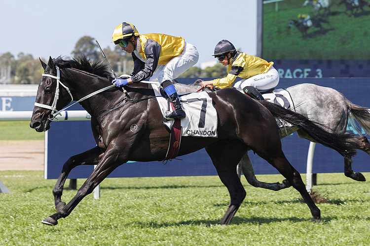 UNUSUAL LEGACY winning the CHANDON HANDICAP