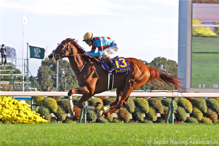 URBAN CHIC winning the Kikuka Sho at Kyoto in Japan.