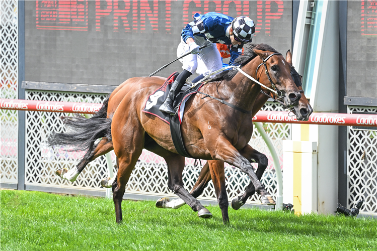 VIBRANT SUN winning the Dynamic Print Group Alexandra Stakes at Moonee Valley in Australia.
