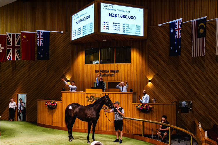 The $1.65m sale-topper from the NZB Ready To Run Sale New Zealand Ready To Run Sale a huge success.