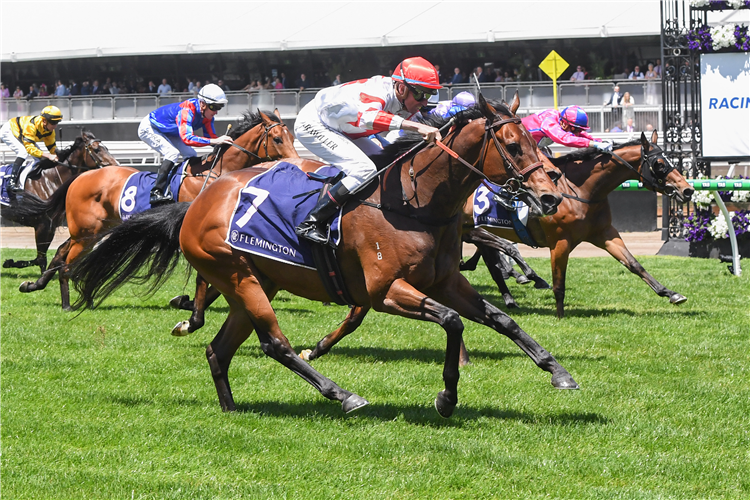 WAY TO THE STARS winning the Racing and Sports Century Stakes in Flemington, Australia.