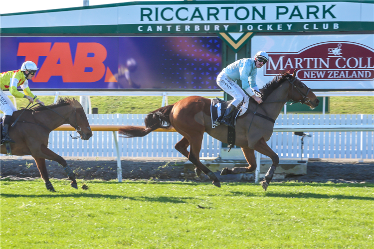 Oulaghan Chasing Iconic BackToBack Double At Riccarton Racing and