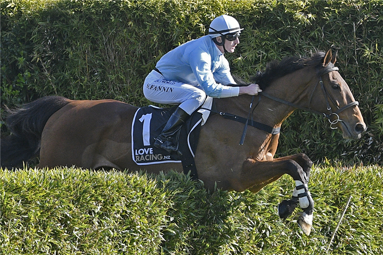 WEST COAST winning the BEN & RYAN FOOTE RACING GREAT NORTHERN STEEPLECHASE