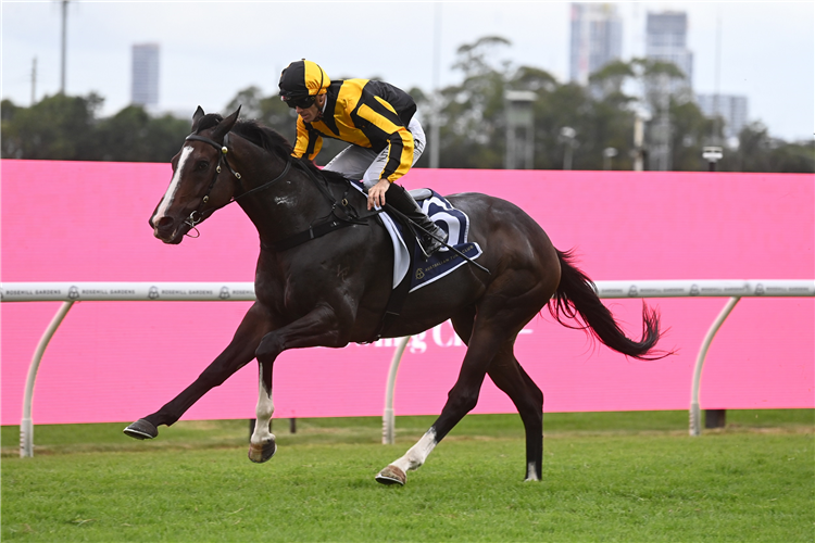 WHINCHAT winning the Rosehill Bowling Club Handicap at Rosehill in Australia.
