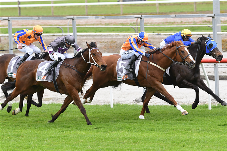 WILD NIGHT (centre) winning the MATAMATA FUNCTION CENTRE PREMIER