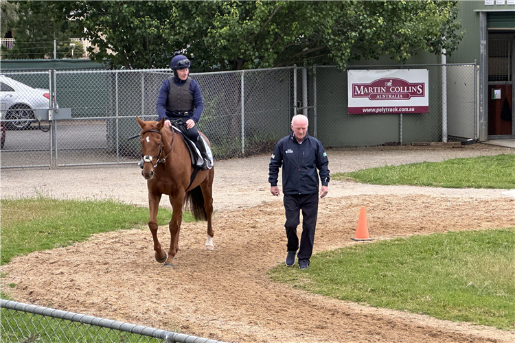 Willie Mullins alongside Vauban at the Werribee International Horse Centre