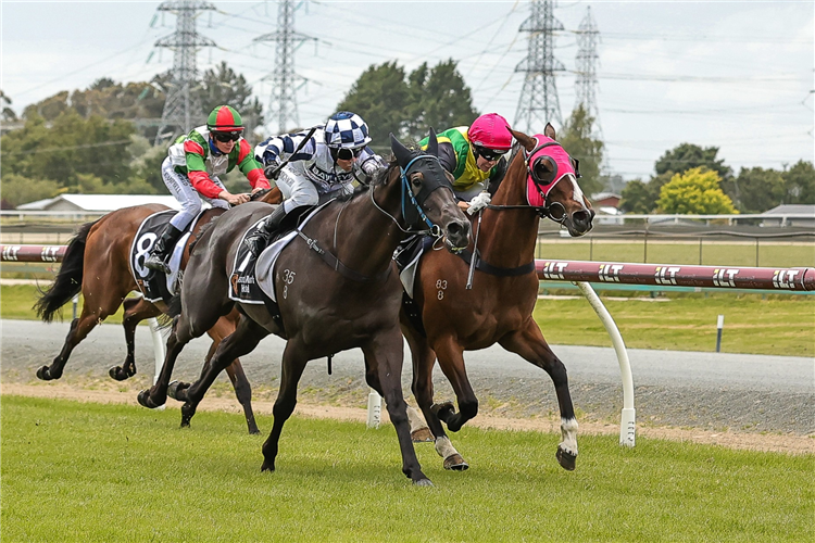 WILLIS winning the HOWLEY JOINERY HANDICAP