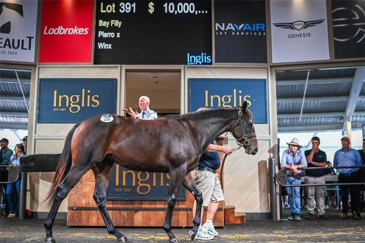 The Winx filly who sold for $10m.
