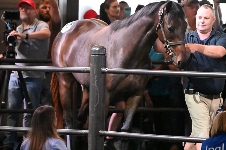 Winx’s second foal by Pierro who sold for $10 million.