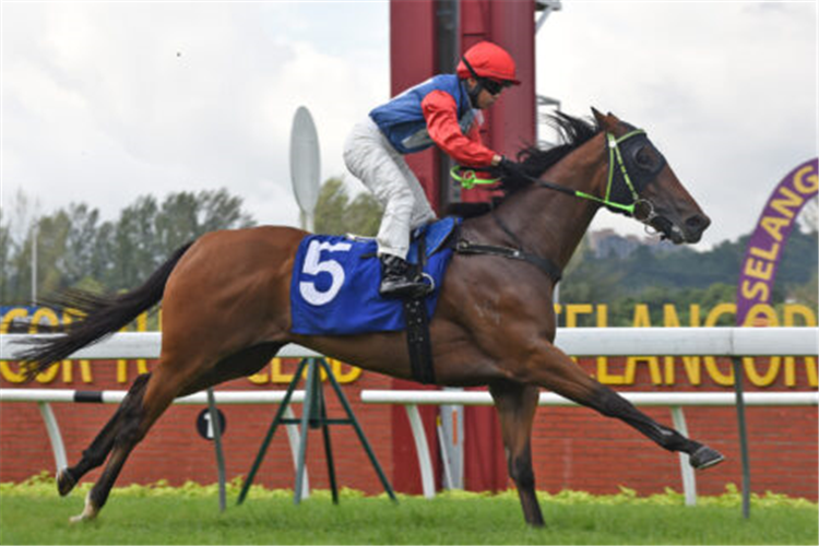 WITNESSIMPACT winning the Aug 24 2024 Selangor Meeting Race 4 (809)