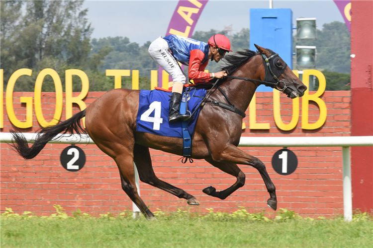 WITNESSIMPACT winning the Oct 13 2024 Selangor Meeting Race 5 (987)