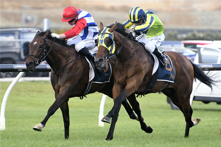 Eventual winner Yaldi (outside) and Midnight Edition fight out the Gr.2 Shaw’s Wire Ropes Auckland Guineas (1400m) at Ellerslie.