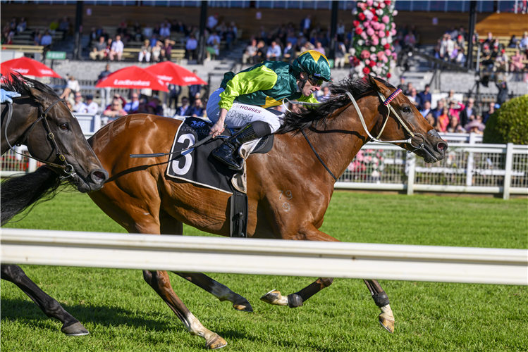 Yellow Brick's connections are sweating on a spot in the Stradbroke.