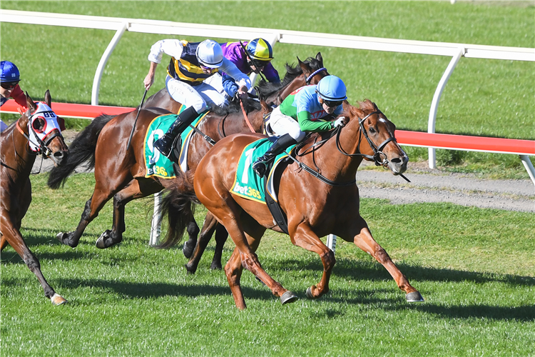 YELLOW SAM winning the bet365 BM78 Handicap (MCC Series Heat 8) in Bendigo, Australia.