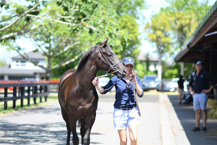 Former New Zealand eventer Annabel Tuthill is looking forward to kicking off her thoroughbred training career.