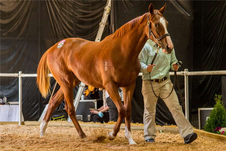 The Tasmanian Yearling Sale catalogue has been released.